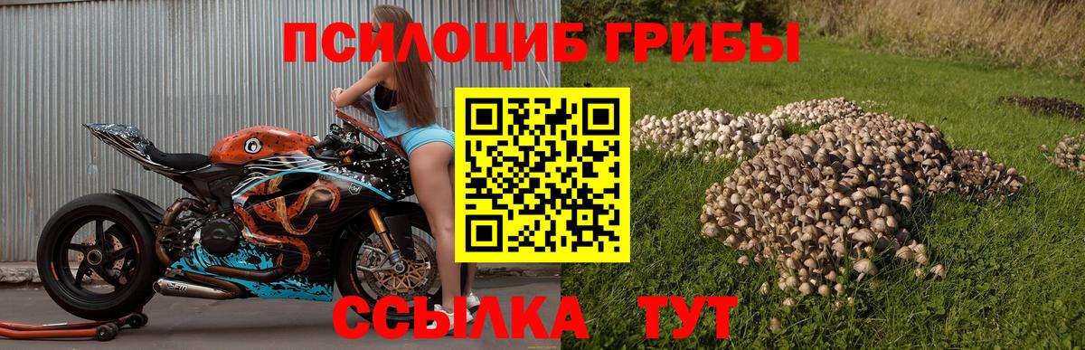 Псилоцибиновые грибы мицелий Новочебоксарск